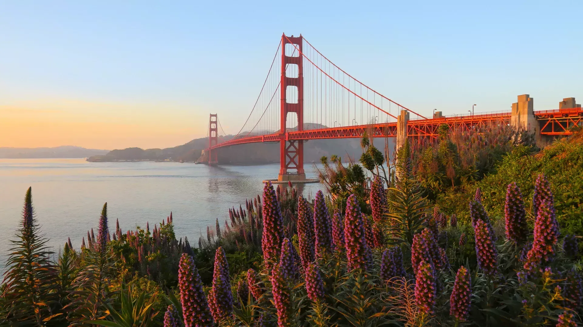 A Golden Gate Bridge é retratada com grandes flores em primeiro plano.